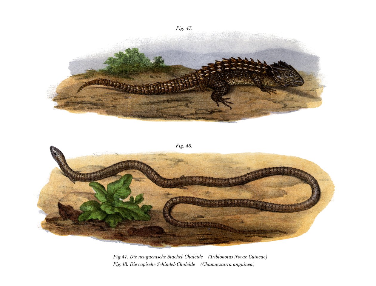 Krokodilleskink (farve litho) af German School
