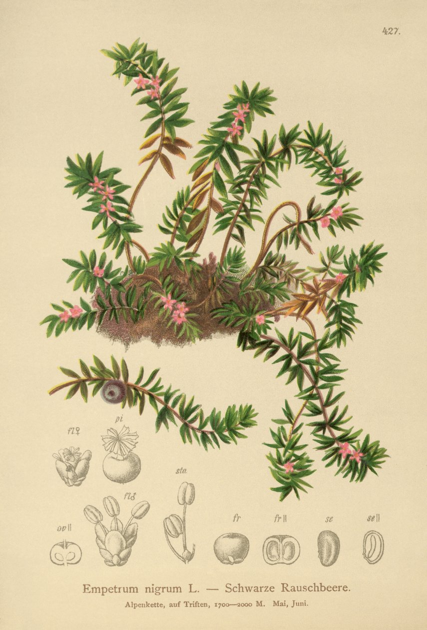Kragebær (Empetrum nigrum) af German School
