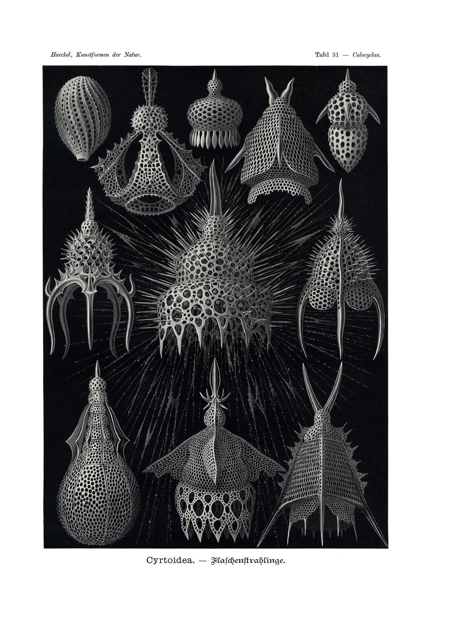 Cyrtoidea, 1899-1904 af German School