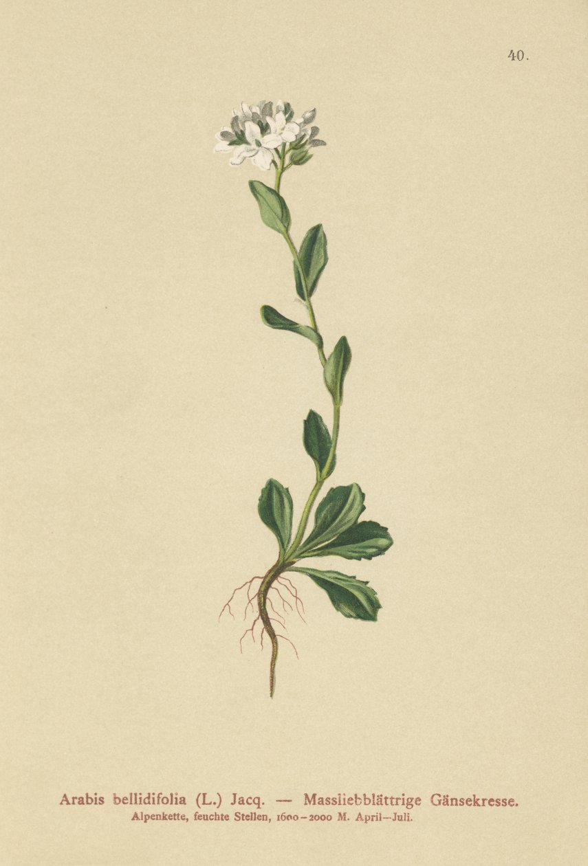 Tusindbladet stenkarse (Arabis bellidifolia) af German School