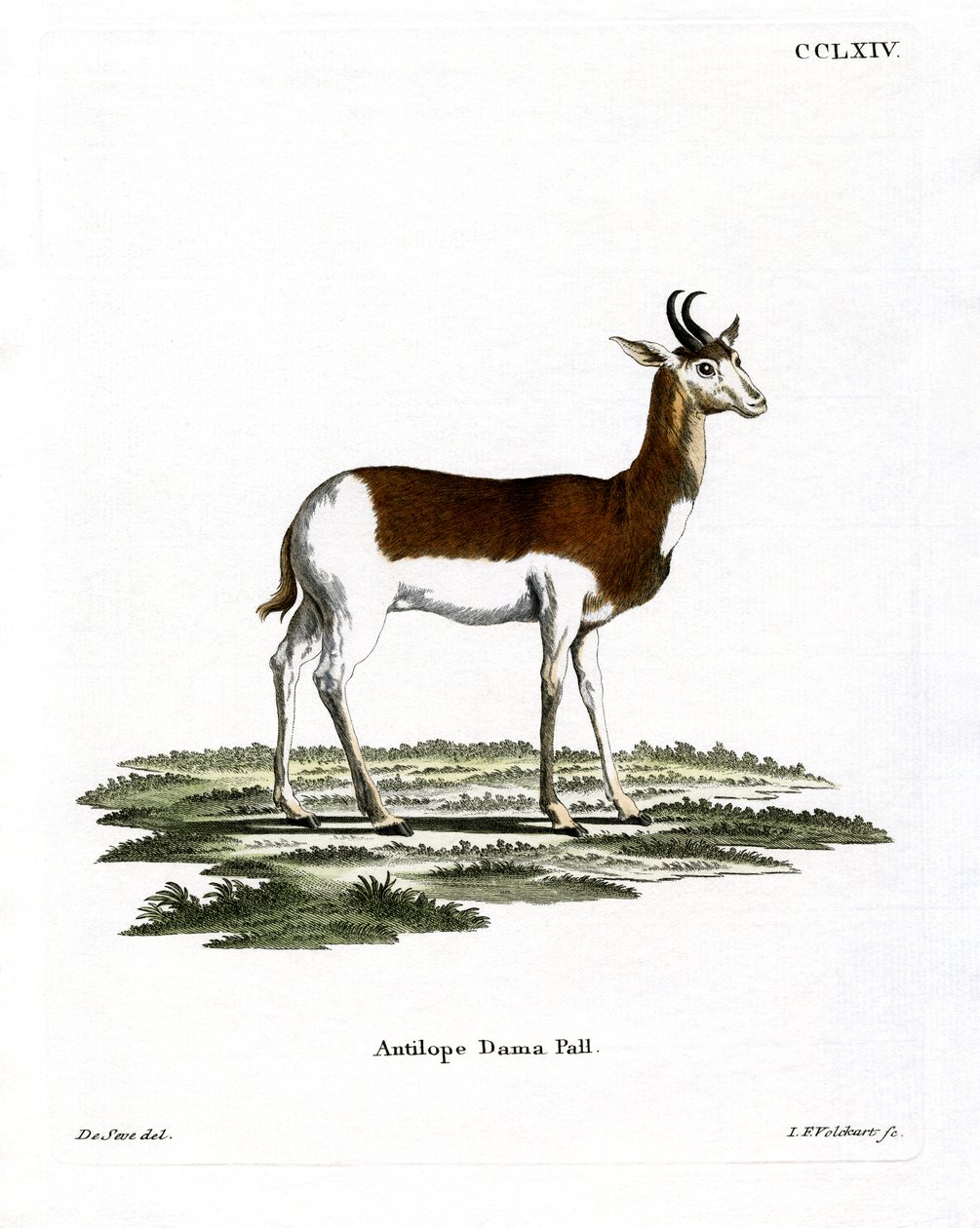 Dama Gazelle (farvet gravering) af German School