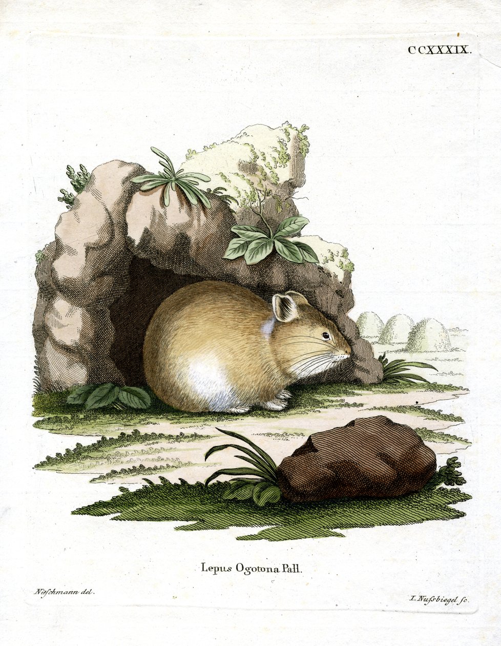 Daurian Pika (farvet gravering) af German School