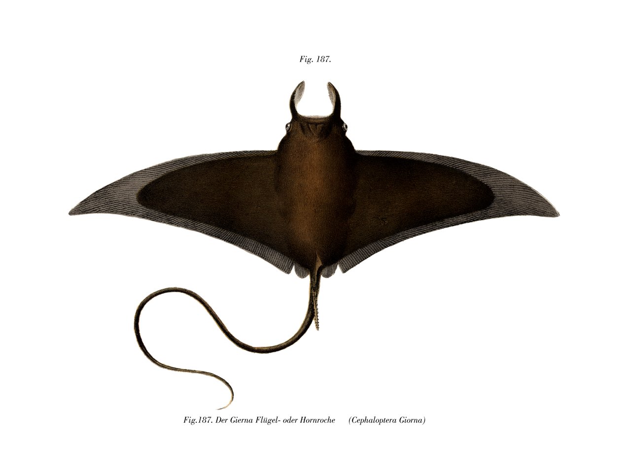 Devil Fish (farve litho) af German School