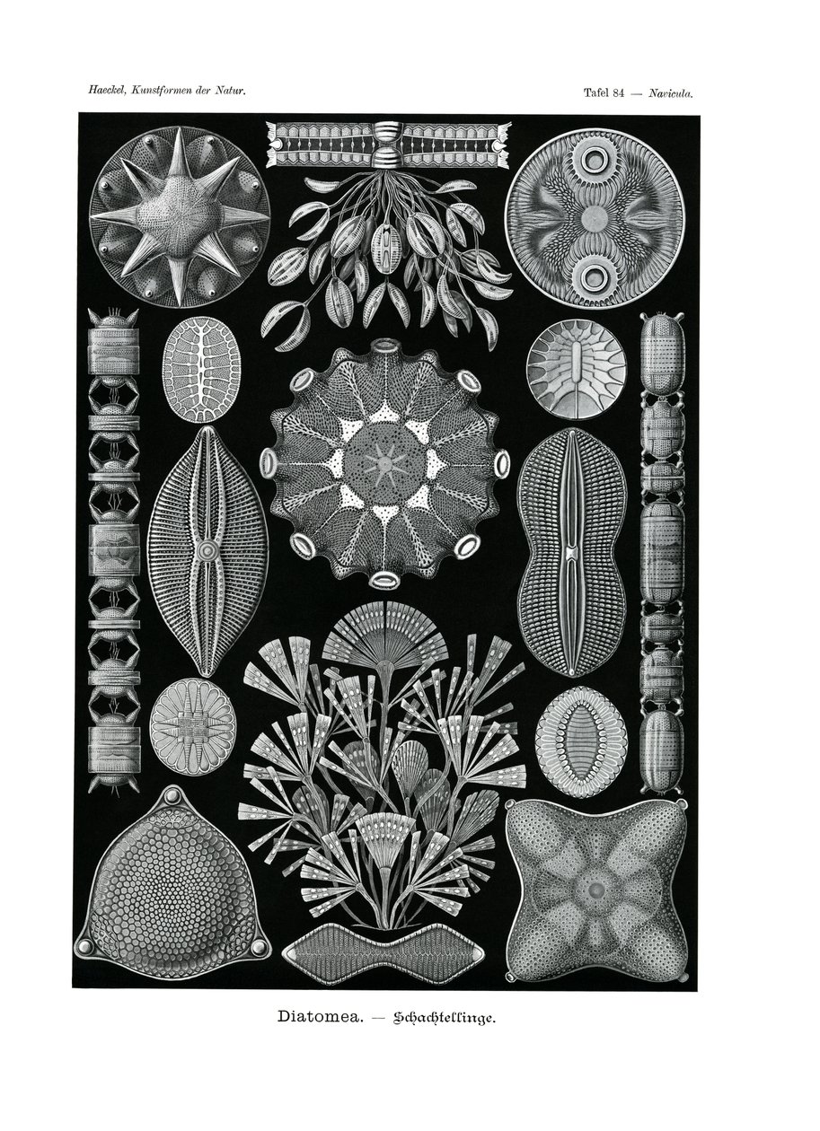Diatomea, 1899-1904 af German School