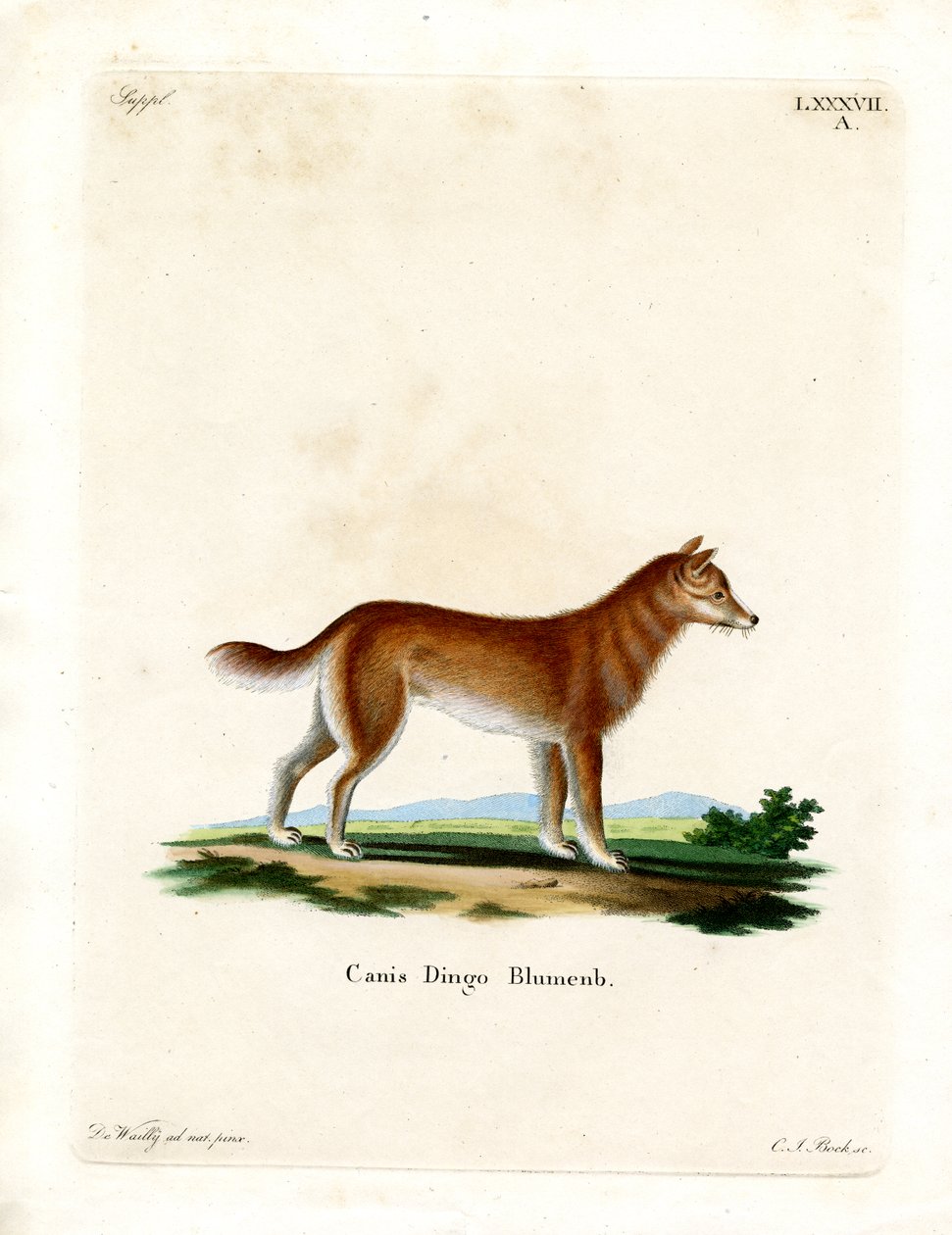 Dingo (farvet gravering) af German School