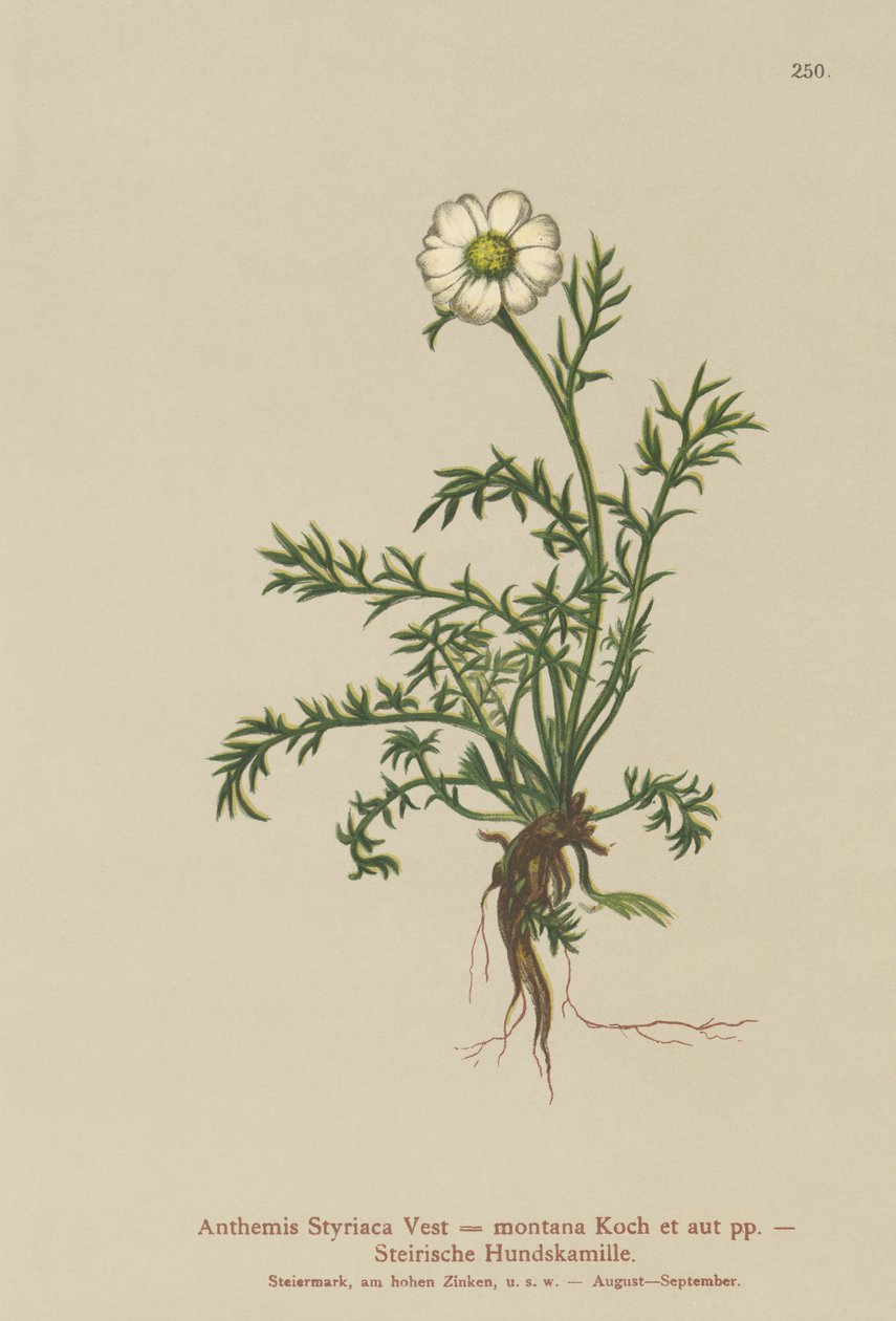 Hundefennikel (Anthemis Styriaca, Anthemis montana) af German School