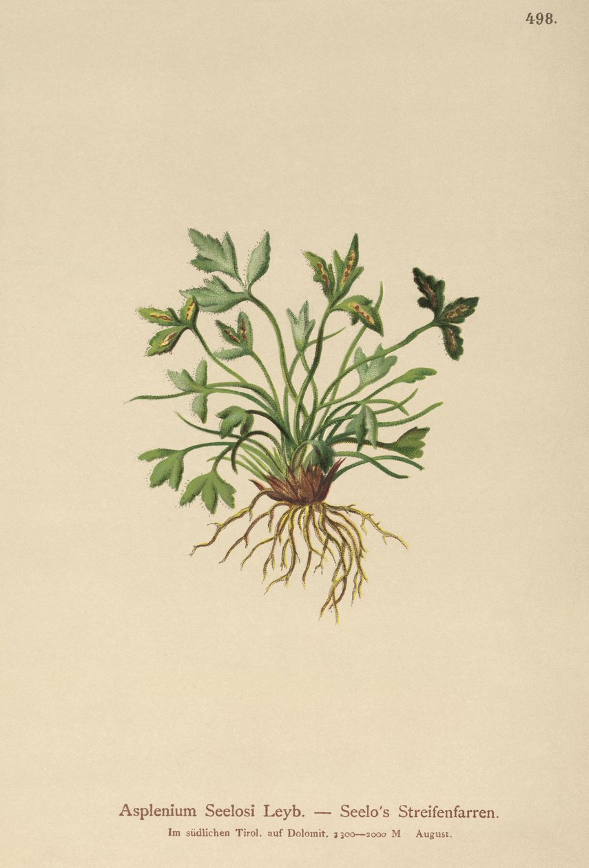 Dolomit Spleenwort (Asplenium Seelosii) af German School