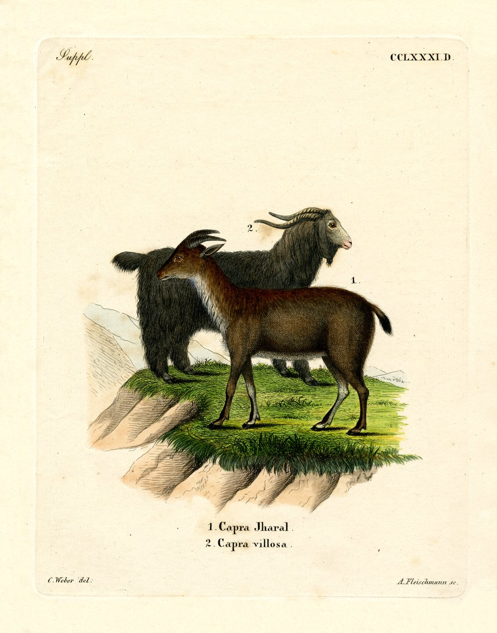 Tamged (farvet gravering) af German School