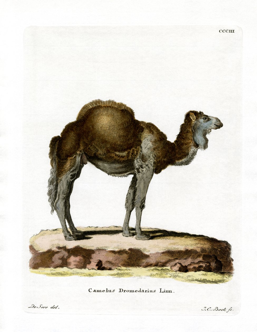 Dromedar (farvet gravering) af German School
