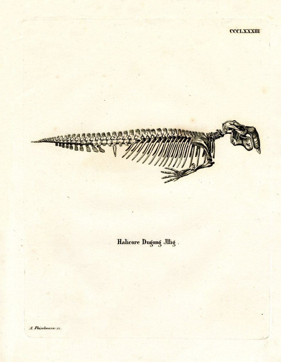 Dugong Skeleton (farvet gravering) af German School