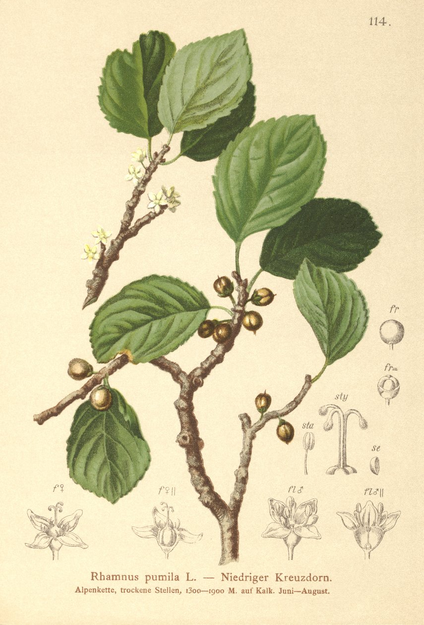 Dværg havtorn (Rhamnus pumila) af German School