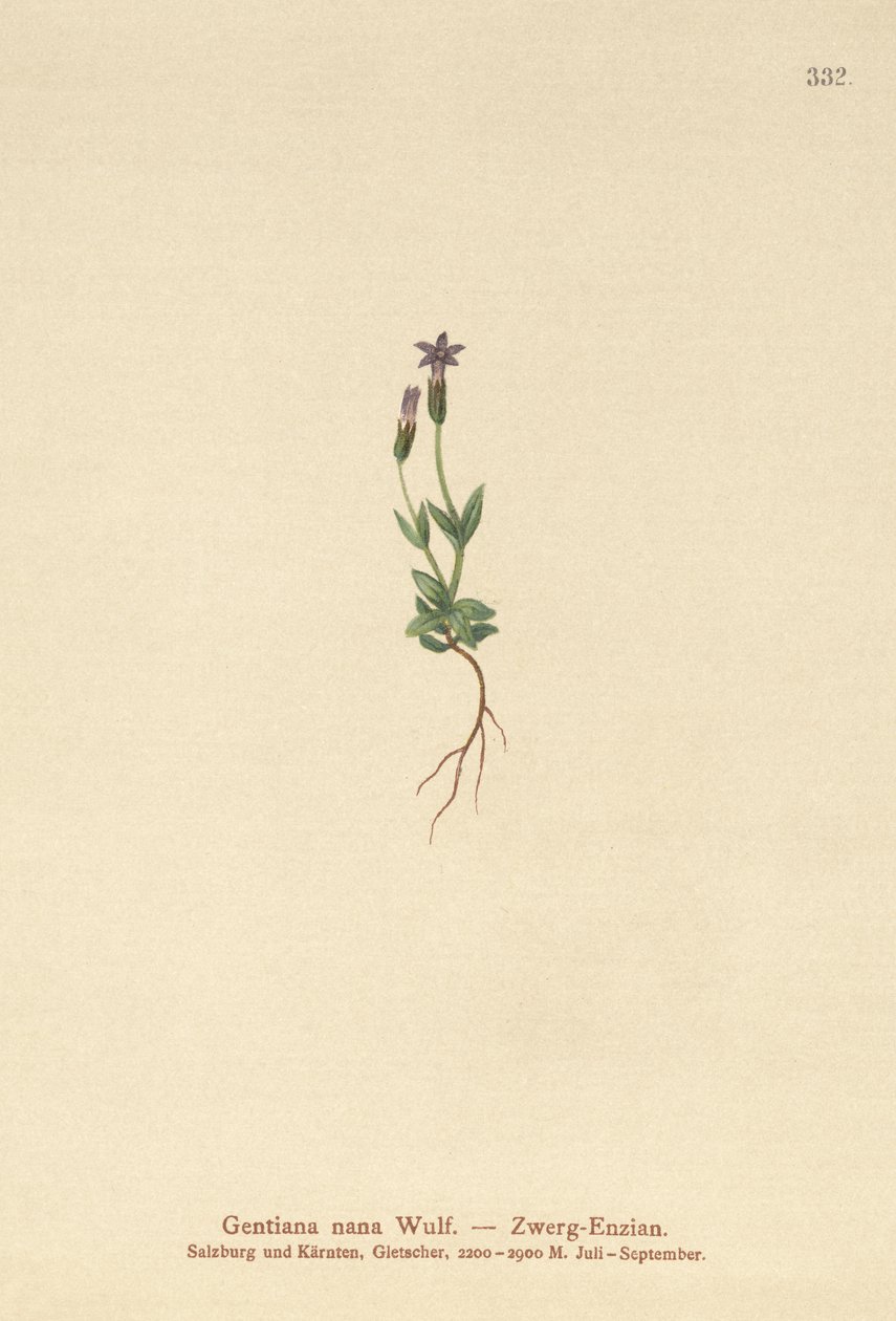 Dværg-ensian (Dwarf Gentianella) af German School