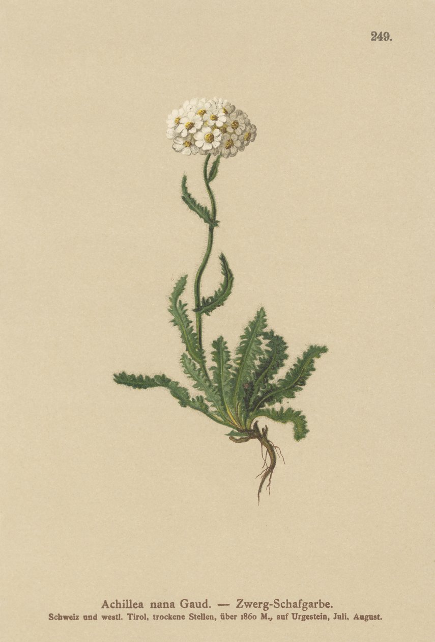 Dværg milfoil af German School