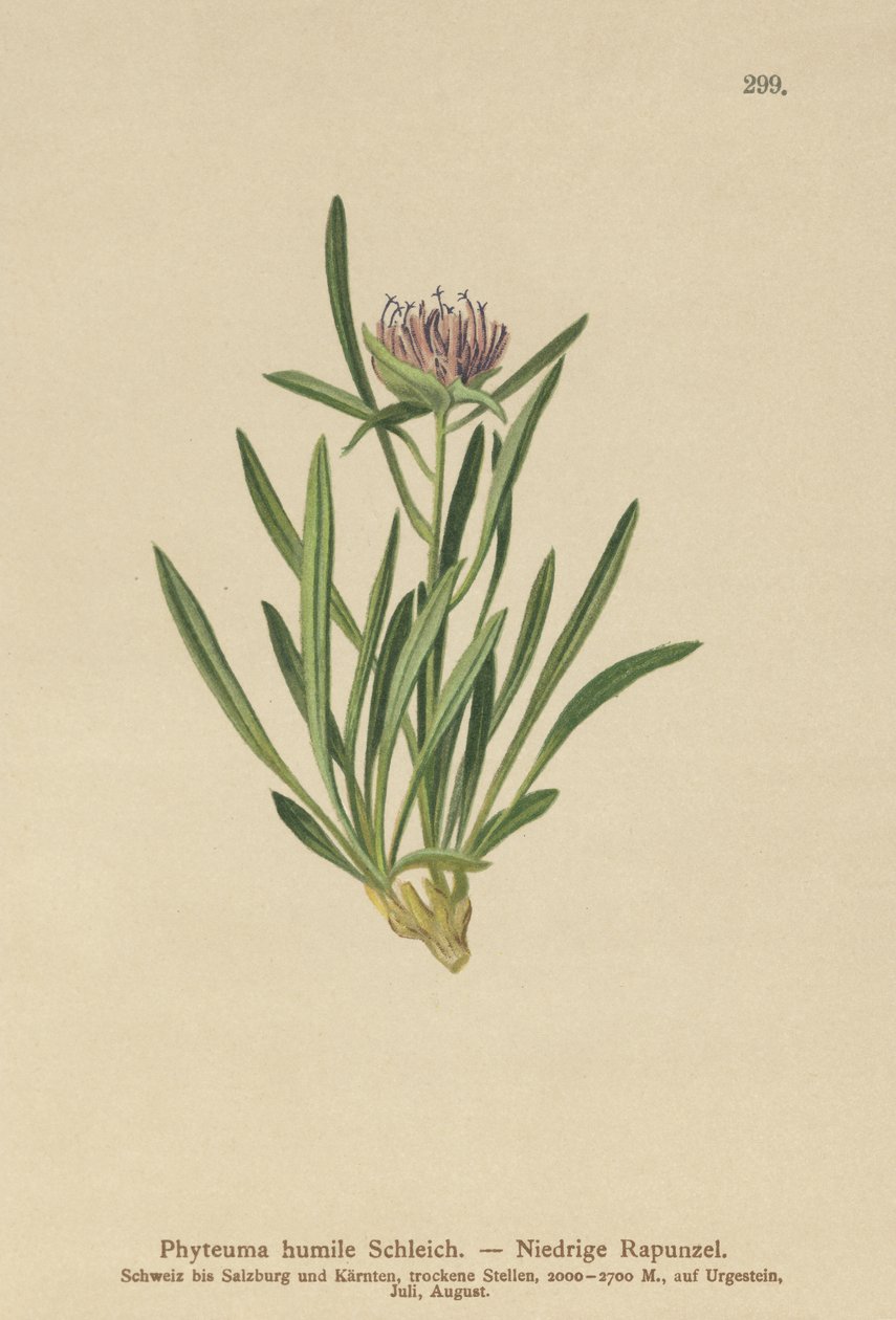 Dværg-Rampion (Phyteuma humile) af German School