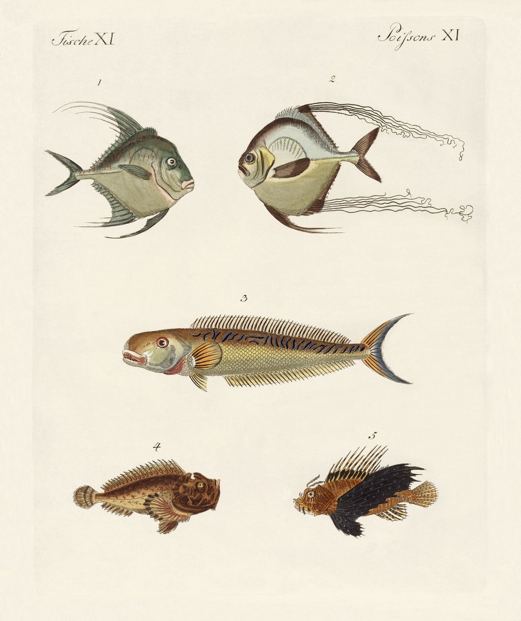 østindisk fisk af German School