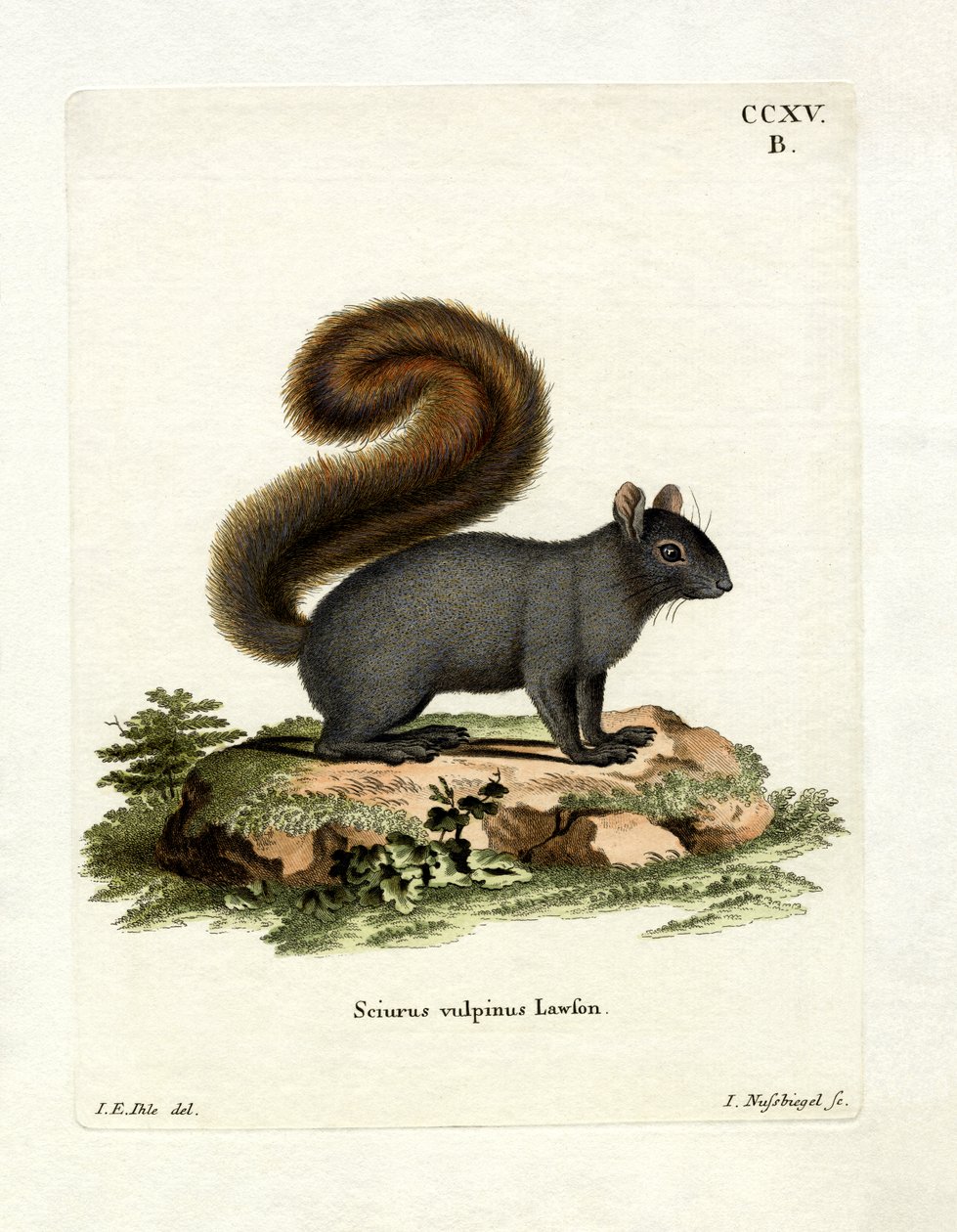 Eastern Fox Squirrel (farvet gravering) af German School