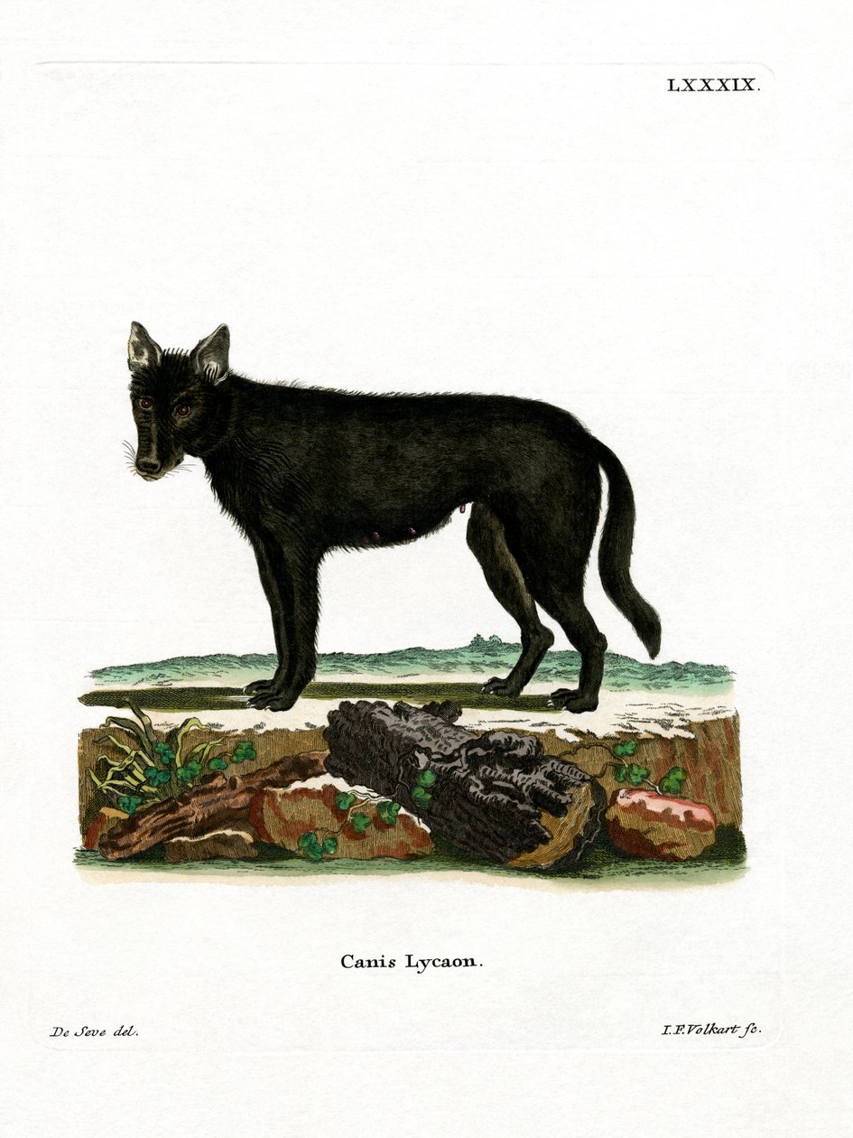 Eastern Timber Wolf (farvet gravering) af German School