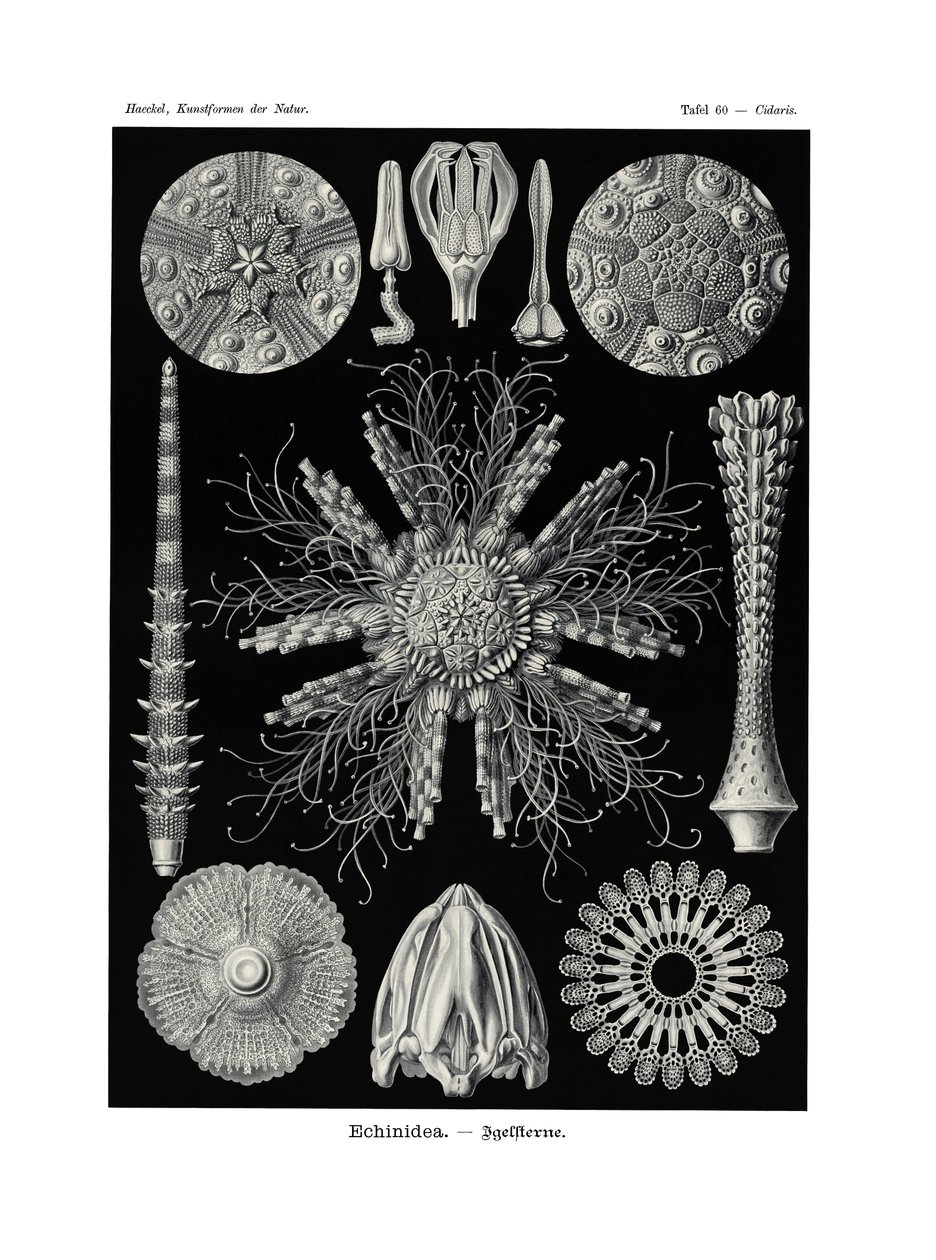 Echinidea, 1899-1904 af German School