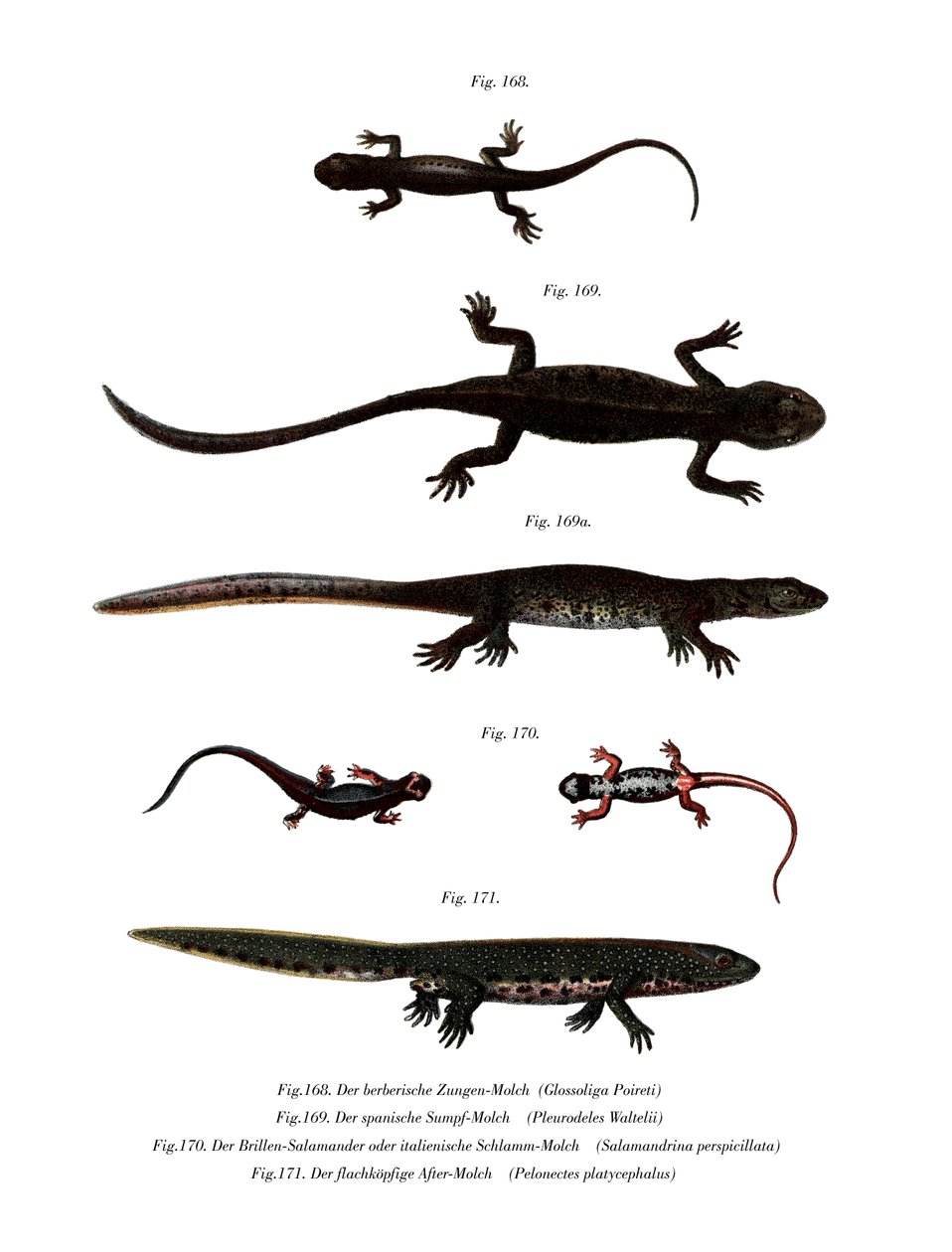 Edough Peninsula Ribbed Newt (farve litho) af German School