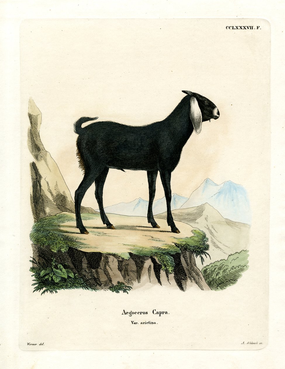 Egyptisk ged (farvet gravering) af German School