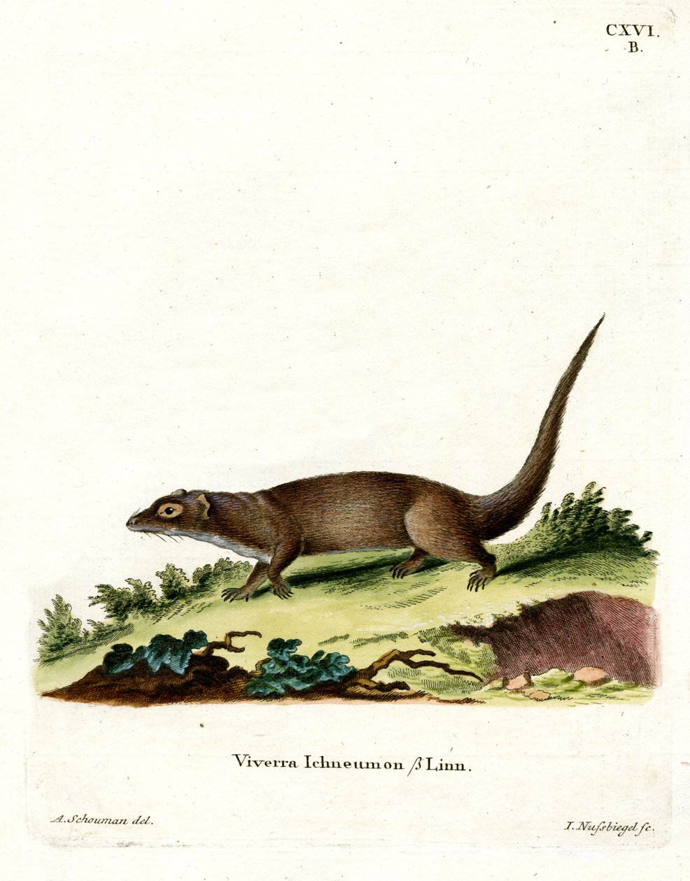 Egyptisk Mongoose (farvet gravering) af German School