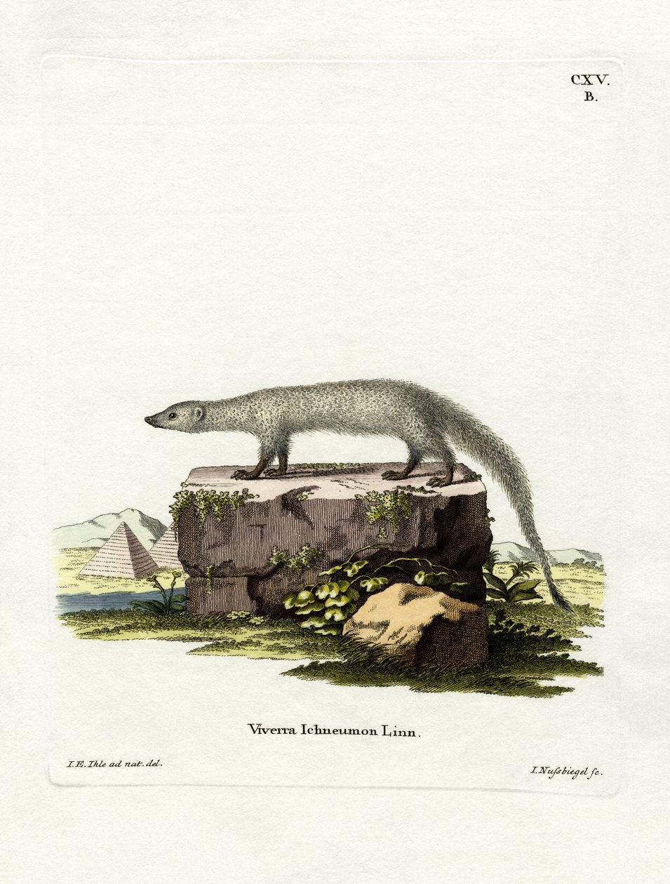 Egyptisk Mongoose (farvet gravering) af German School