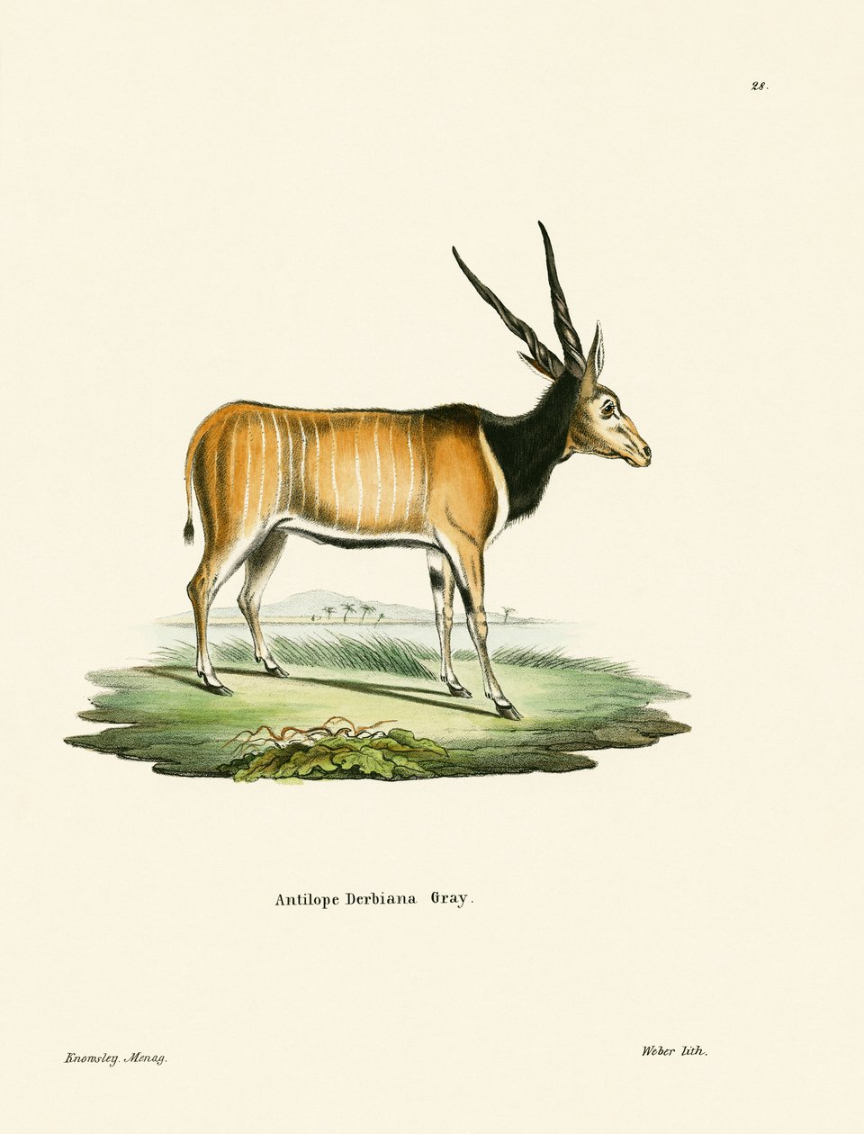 Eland Antilope af German School