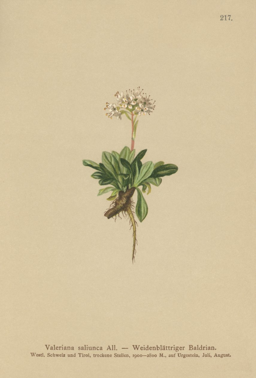 Hele bladet Valerian (Valeriana saliunca) af German School