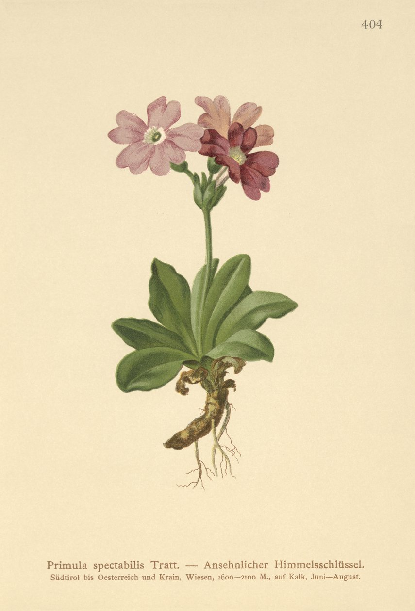 Almindelig primula (Primula spectabilis, Auriculastrum primula) af German School