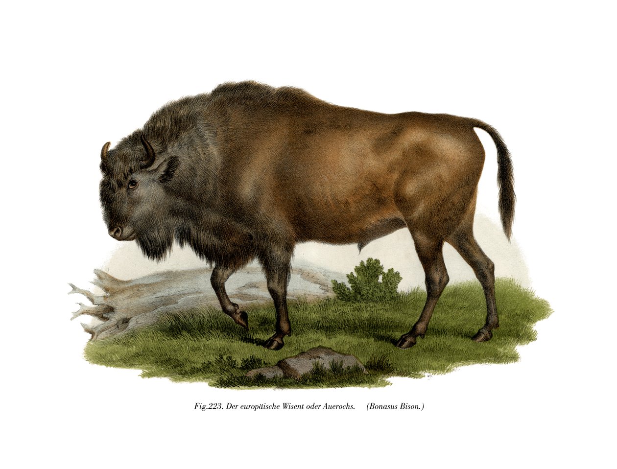 Europæisk bison, 1860 af German School