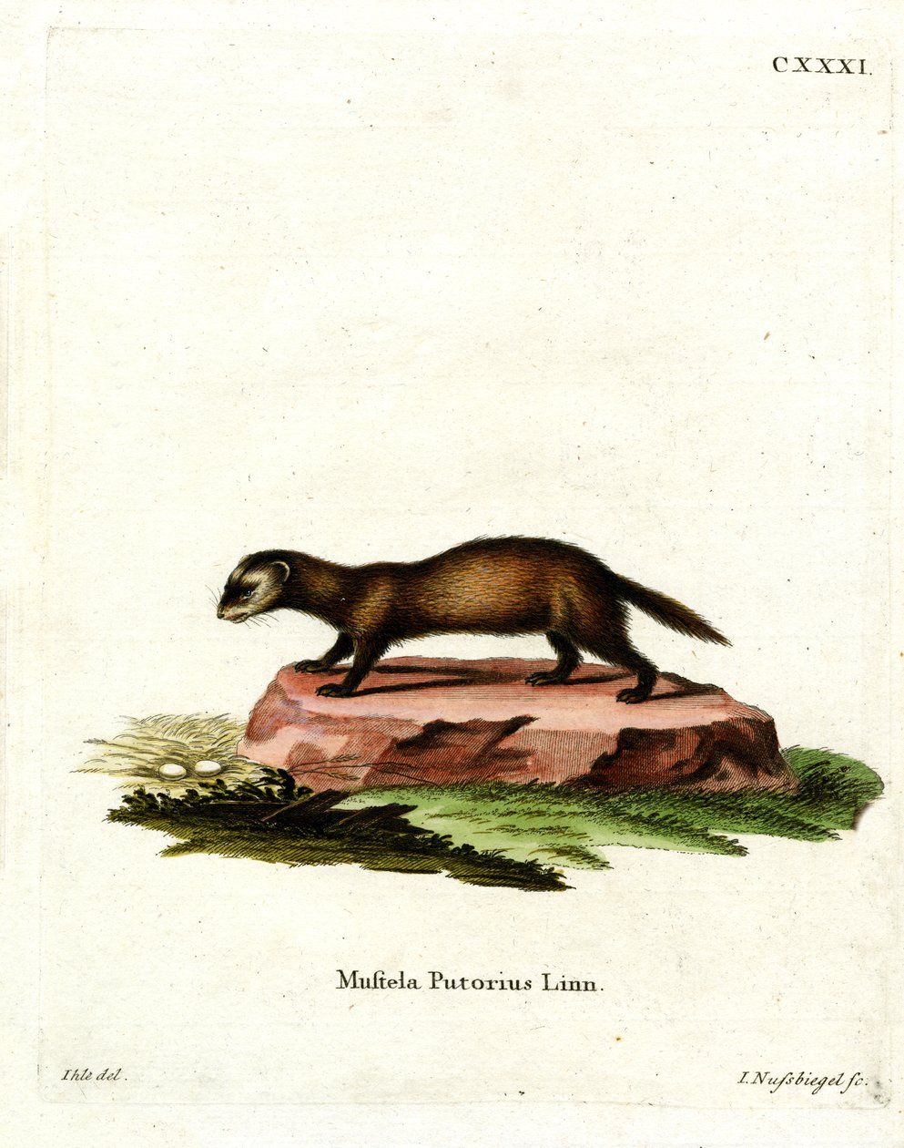 European Polecat (farvet gravering) af German School