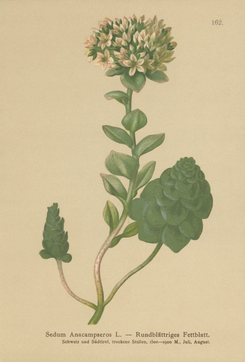 Stedsegrønne Orpine (Sedum anacampseros, Hylotelephium anacampseros) af German School