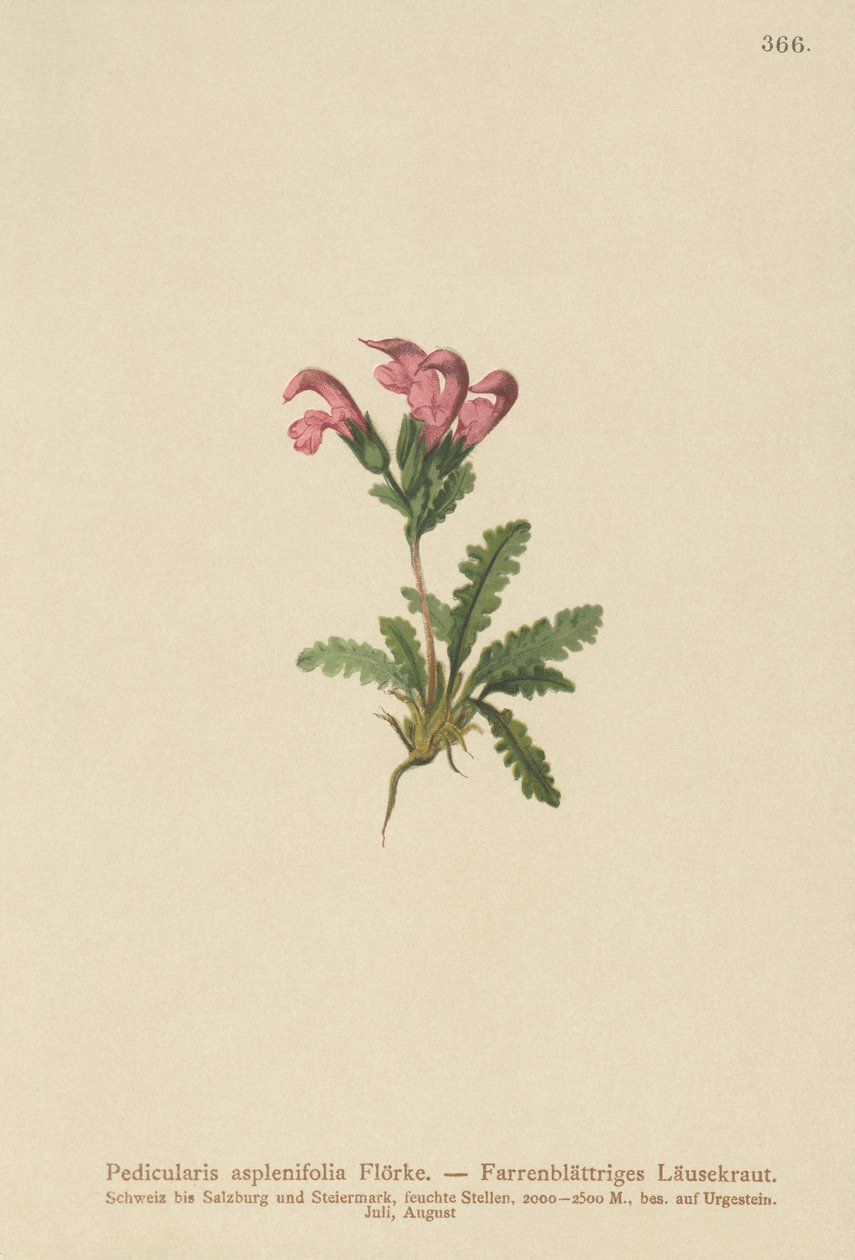 Bregnebladet Lousewort (Pedicularis asplenifolia) af German School