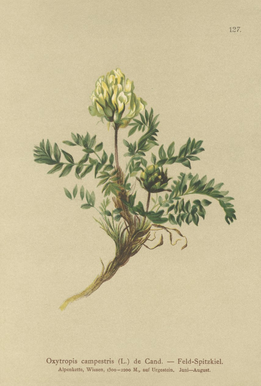 Ager-lokkeurt (Oxytropis campestris) af German School