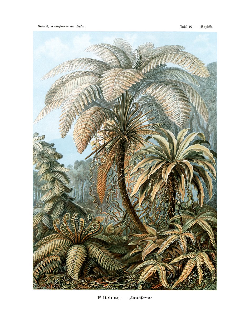 Filicinae, 1899-1904 af German School