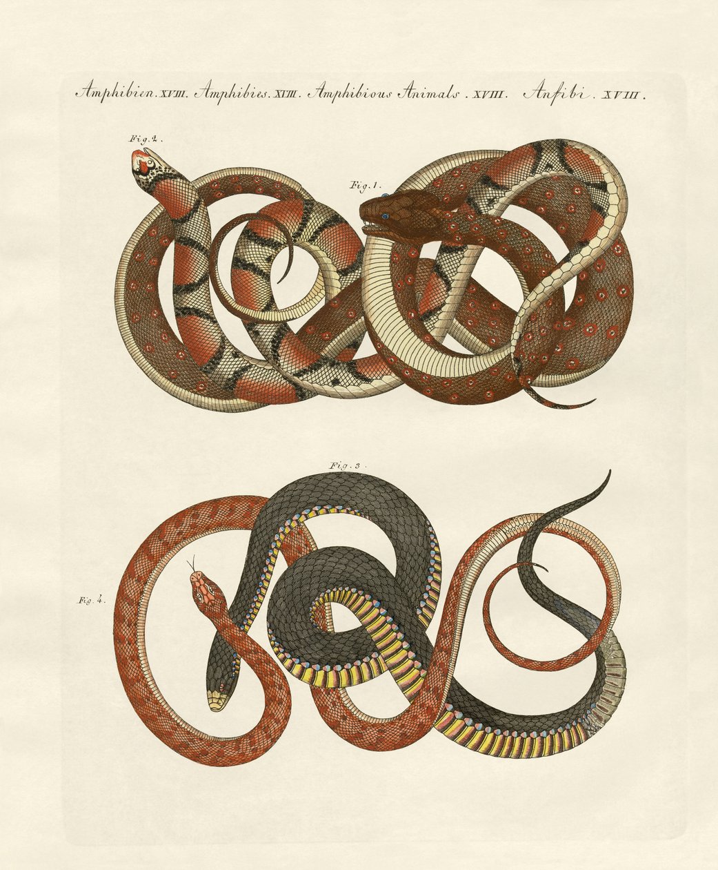 Finforede colubrids (farvet gravering) af German School