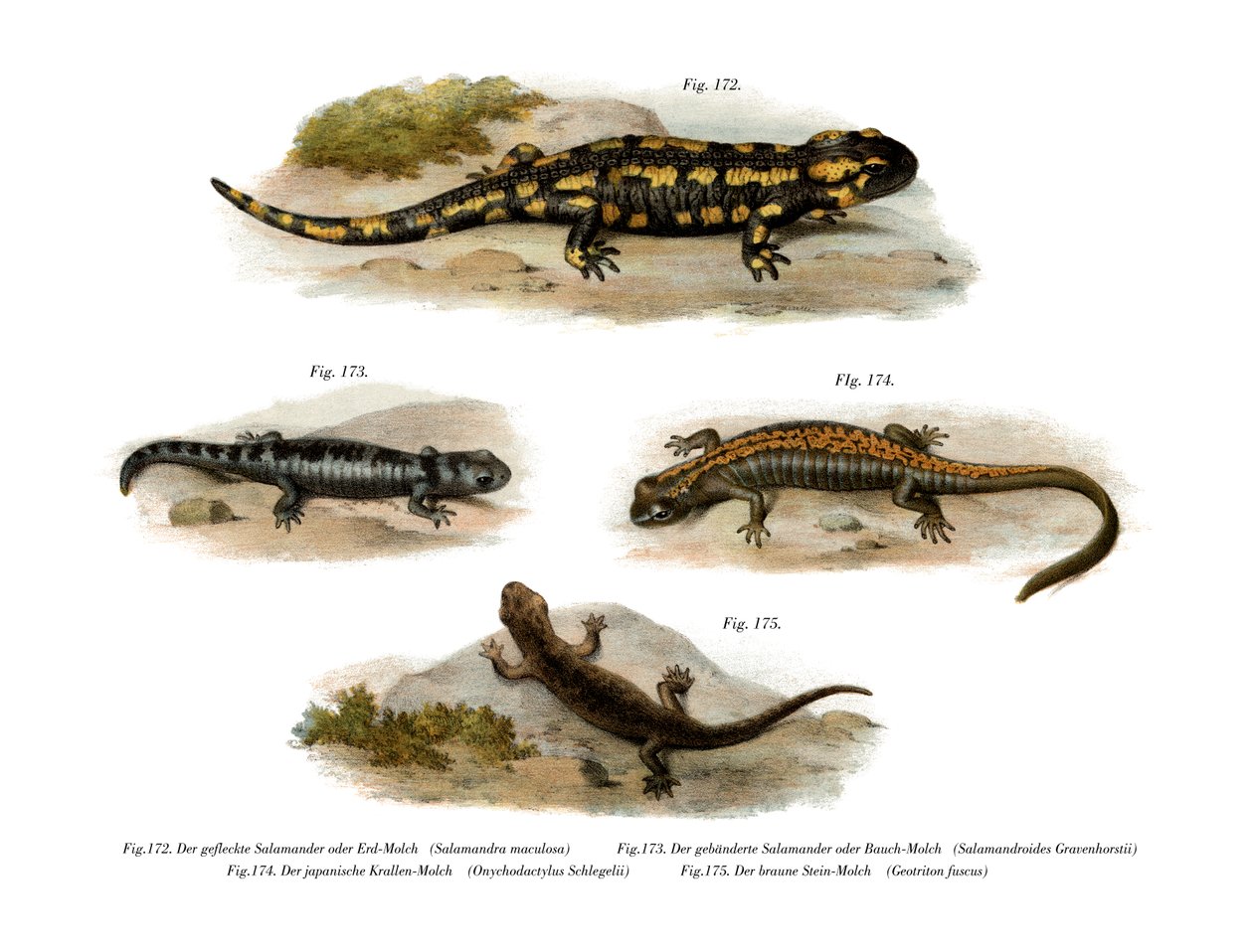 Brand Salamander af German School