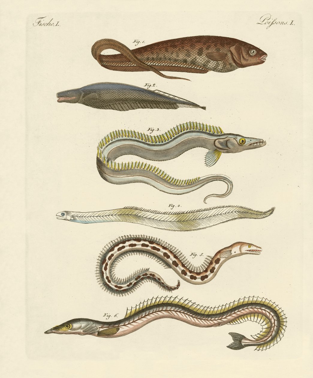 Fisk (farvet gravering) af German School