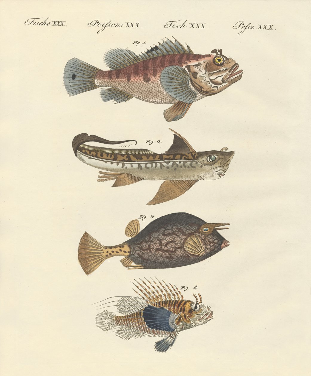 Fisk med en mærkelig form af German School