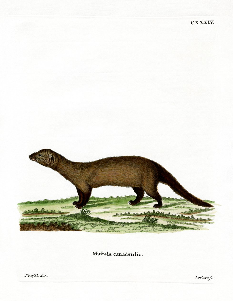 Fisher (farvet gravering) af German School