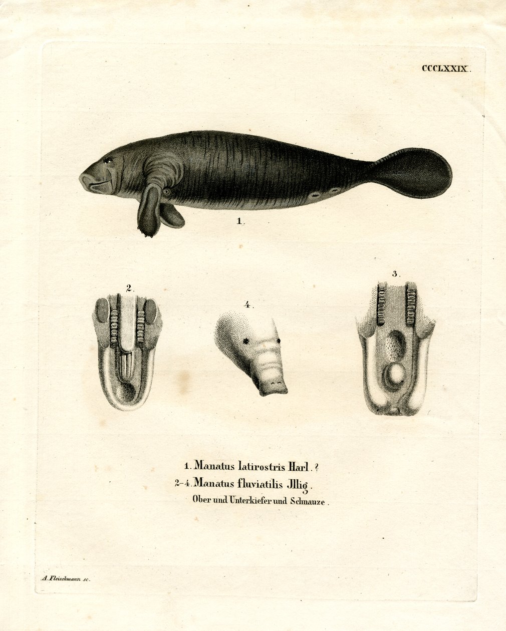 Florida Manatee (farvet gravering) af German School