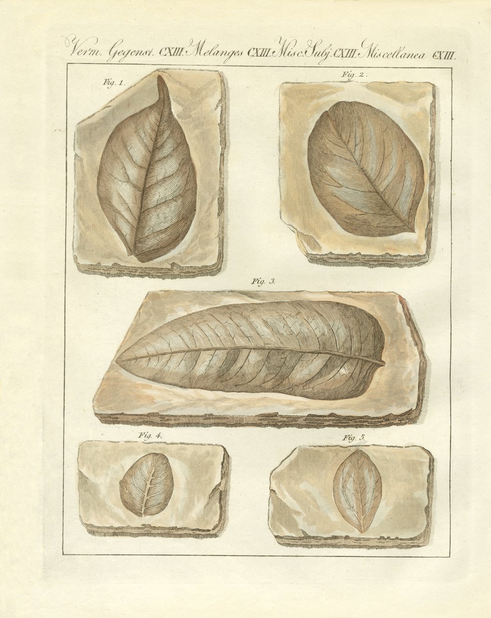 Fossiliserede blade fra primitiv tid (farvet gravering) af German School