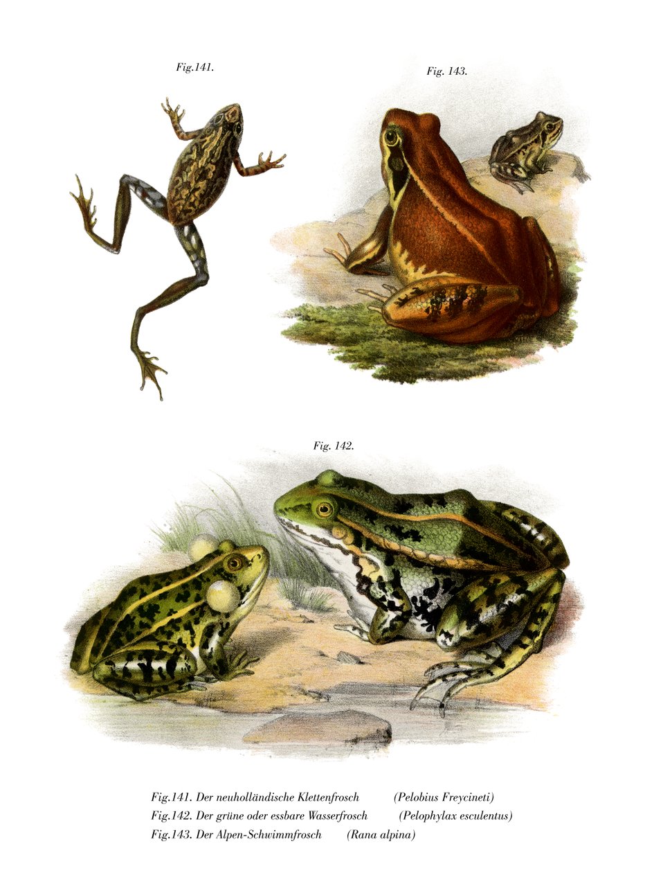 Freycinets træfrog af German School