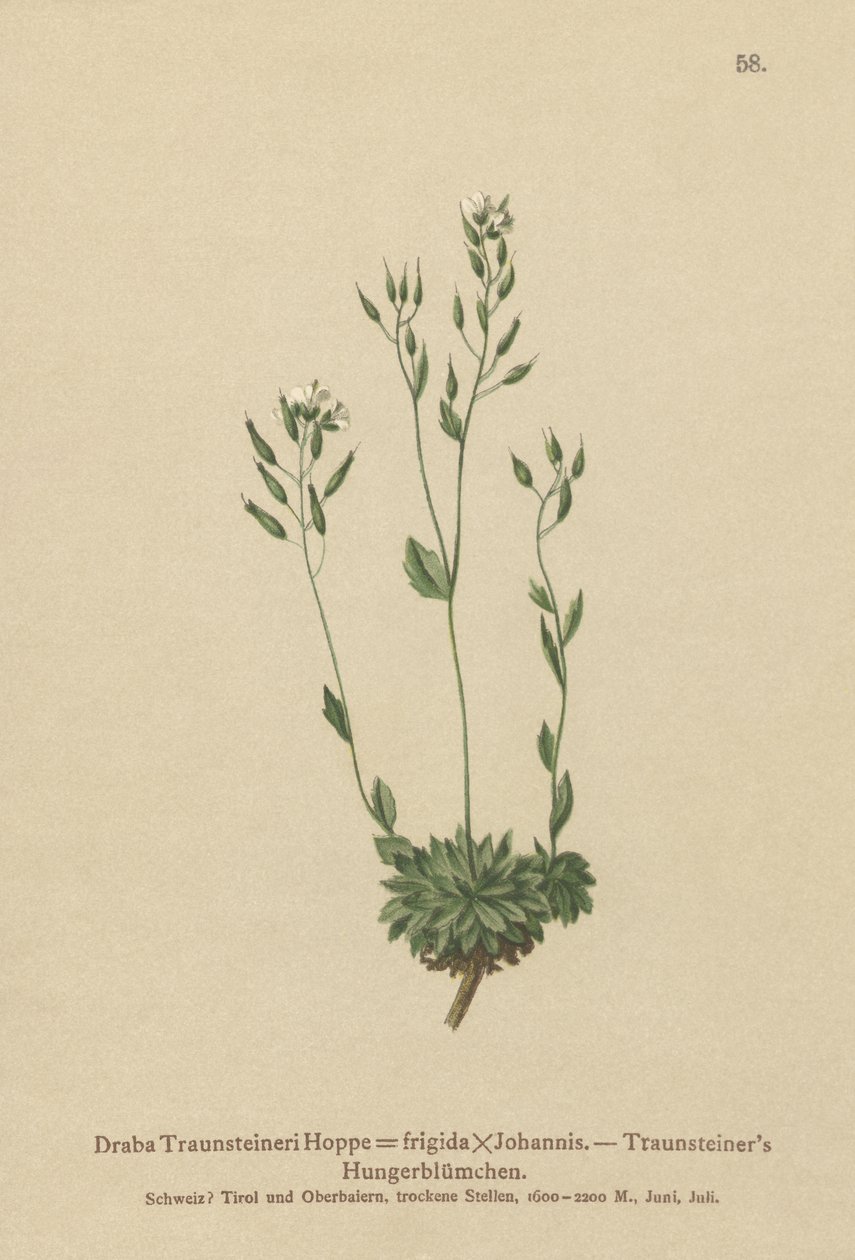 Frigid Whitlow-grass (Draba Traunsteineri, Draba frigida) af German School