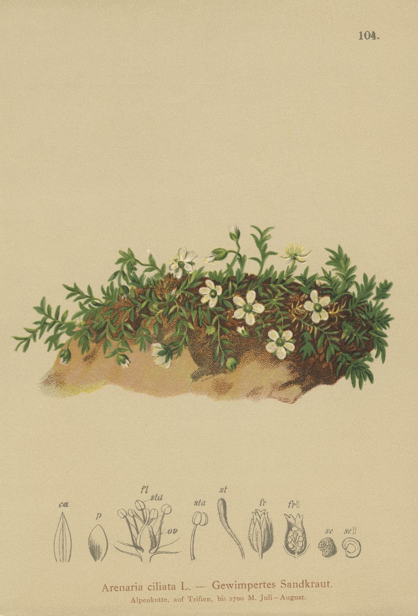Fringed Sandwort (Arenaria ciliata) af German School