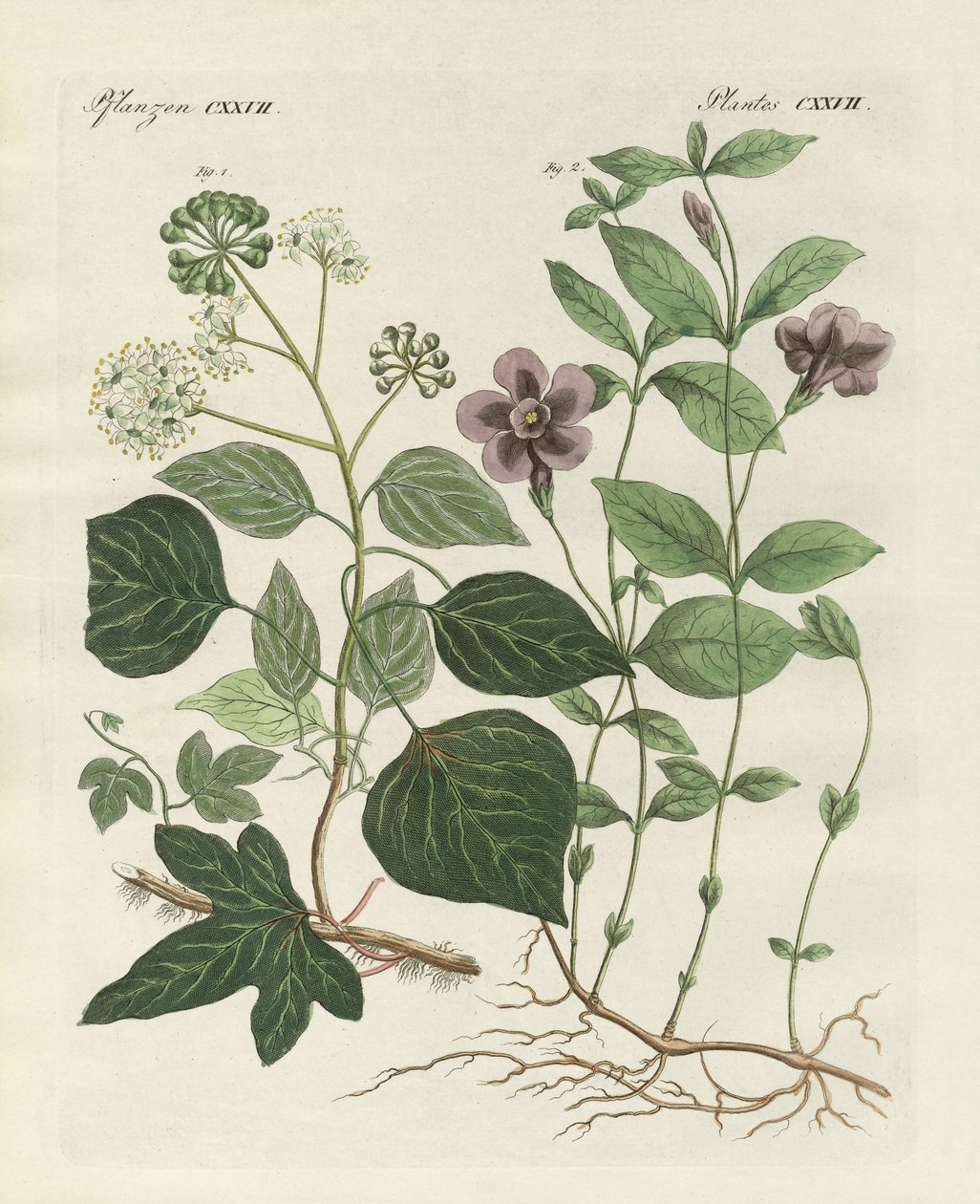 Tysk stedsegrøn plante (farvet gravering) af German School