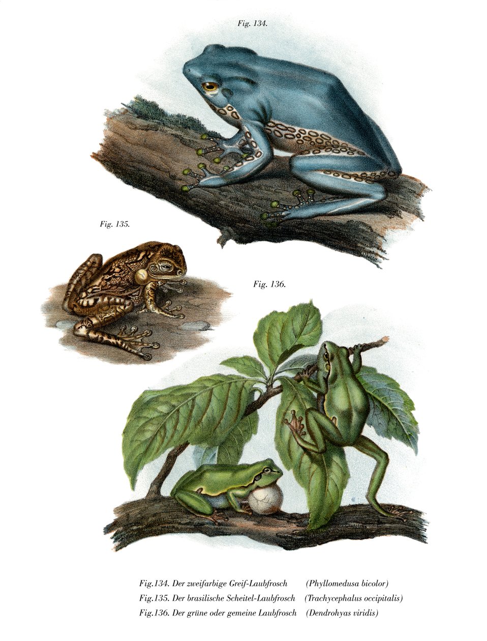Giant Leaf Frog (farve litho) af German School