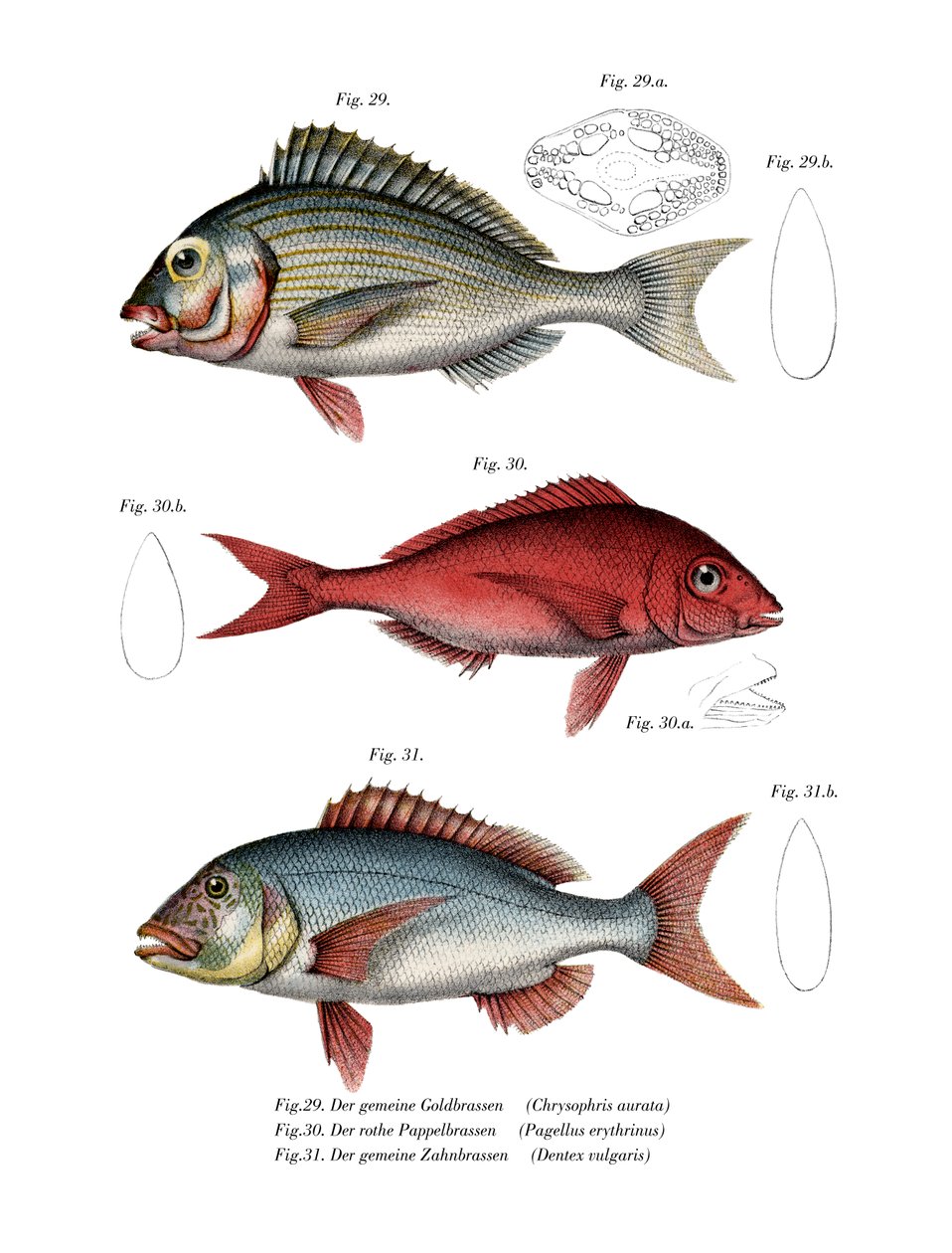 Gilthead Seabream (farve litho) af German School