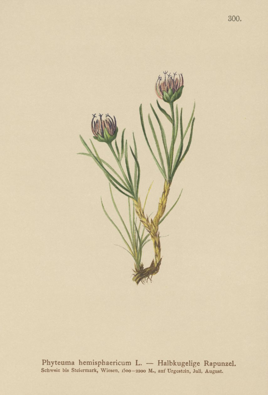 Kuglehovedet Rampion (Phyteuma hemisphaericum) af German School