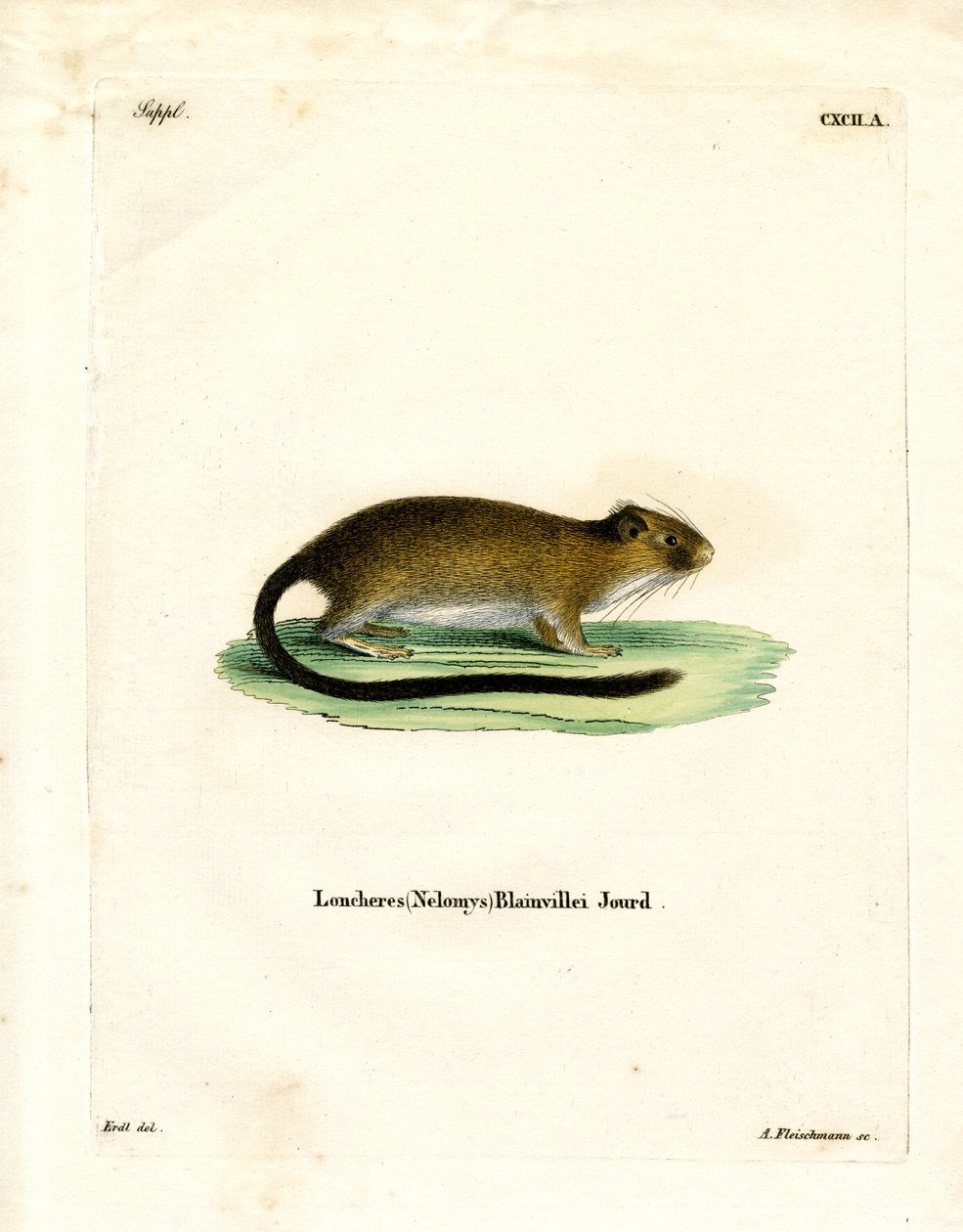 Golden Atlantic Tree Rat (farvet gravering) af German School